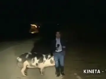 Un reportero es perseguido por un cerdo en mitad de un directo Un reportero es perseguido por un cerdo en mitad de un directo