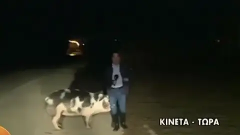 Un reportero es perseguido por un cerdo en mitad de un directo Un reportero es perseguido por un cerdo en mitad de un directo