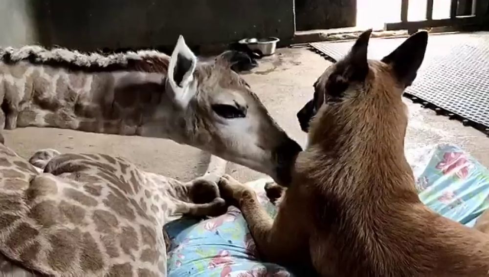 Un perro cuida de una jirafa abandonada por su madre