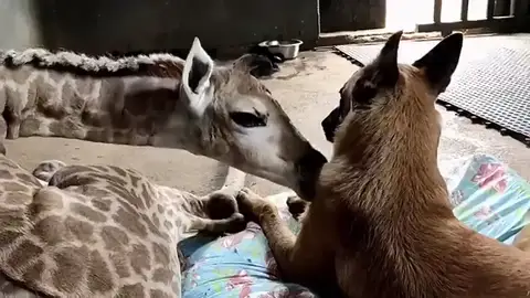 Un perro cuida de una jirafa abandonada por su madre Un perro cuida de una jirafa abandonada por su madre