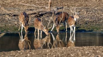 Ciervo en un río de la India (archivo)