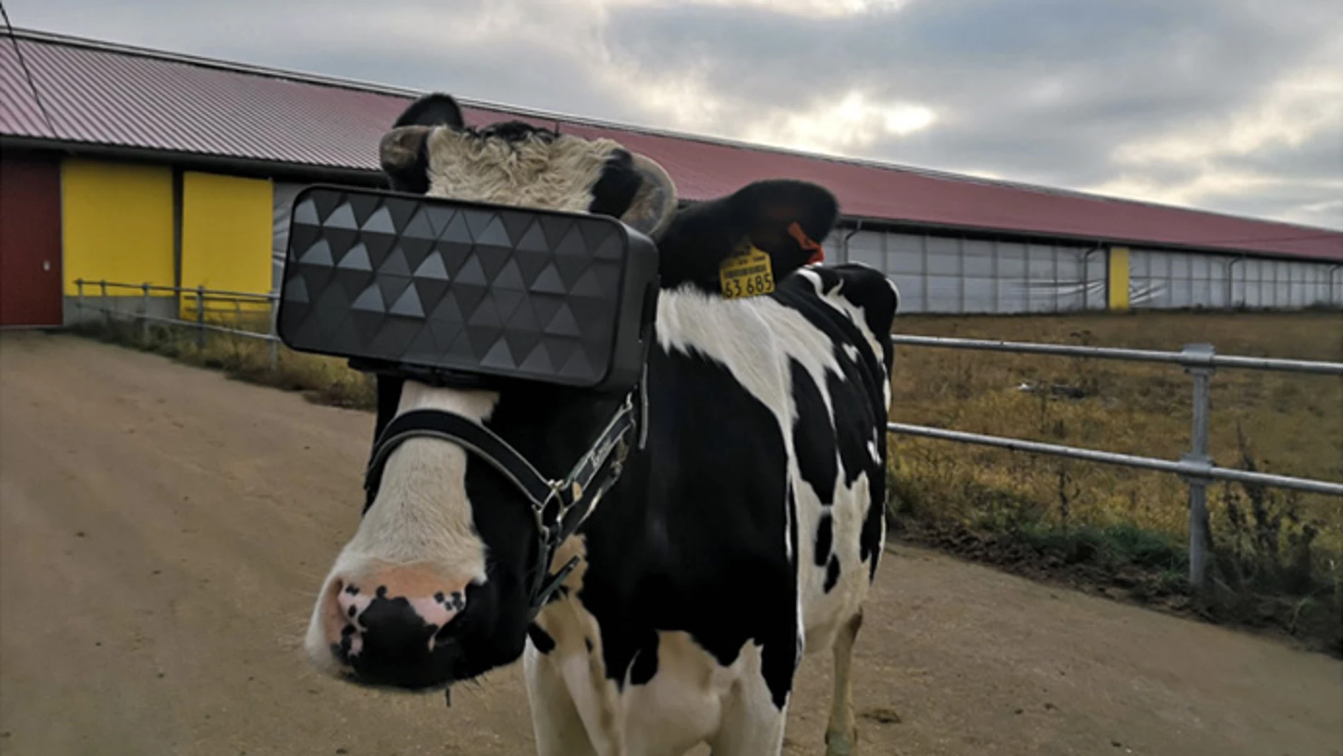 Ponen gafas virtuales a las vacas Ponen gafas virtuales a las vacas