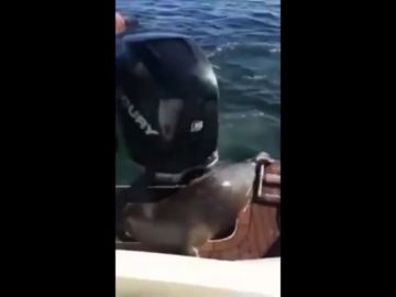 Una foca se salva de ser comida por una orca al subirse a un barco