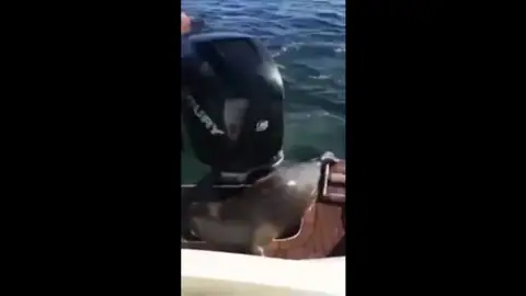 Una foca se salva de ser comida por una orca al subirse a un barco Una foca se salva de ser comida por una orca al subirse a un barco