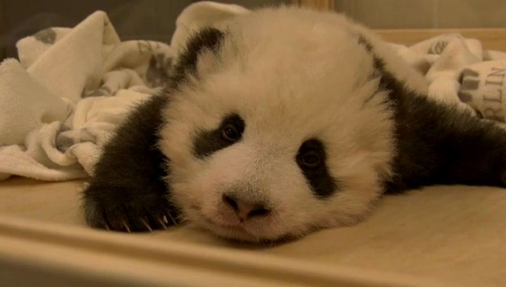 Bebé panda tratando dormir
