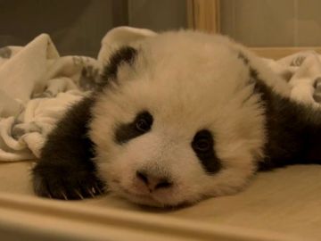 Bebé panda tratando dormir