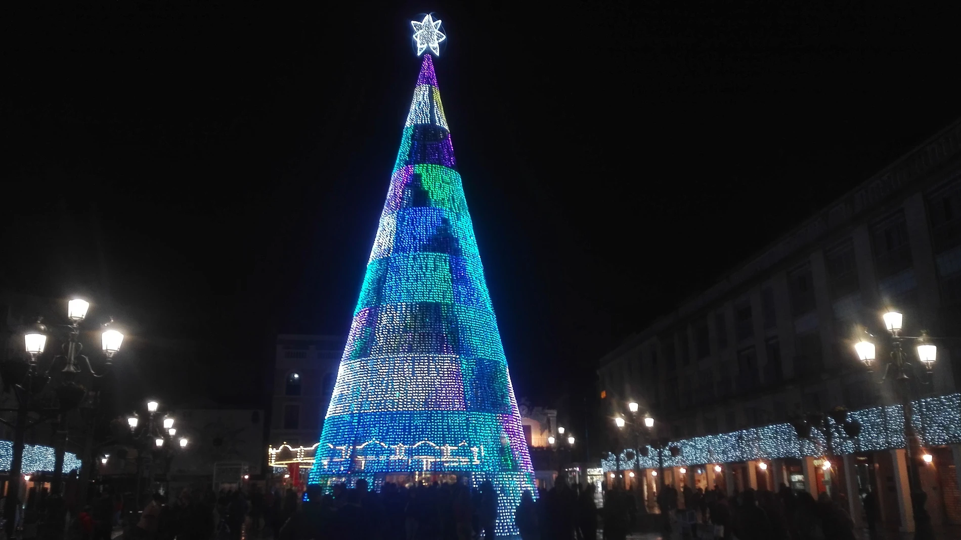 El árbol de la Plaza Mayor es el más alto de la región El árbol de la Plaza Mayor es el más alto de la región