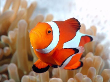 Pez payaso Nemo