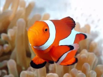 Pez payaso Nemo Pez payaso Nemo