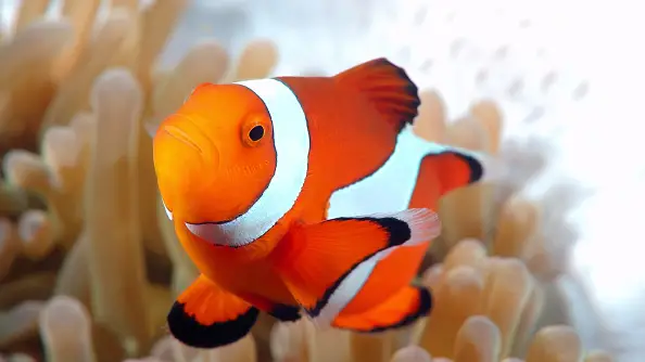Pez payaso Nemo Pez payaso Nemo