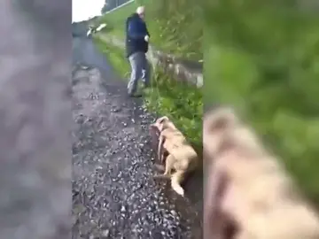 Un cazador dispara y golpea a su perra porque "puede pegar tiros a quien le sale de los cojones" Un cazador dispara y golpea a su perra porque "puede pegar tiros a quien le sale de los cojones"