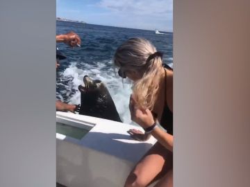 Un león marino pide comida en un barco Un león marino pide comida en un barco