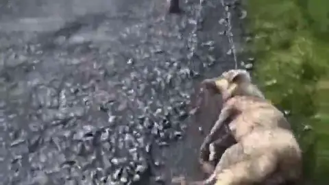 Muere Alma, la perra que fue apaleada y disparada por un cazador en Lugo Muere Alma, la perra que fue apaleada y disparada por un cazador en Lugo