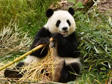 Imagen de archivo de un oso panda, una especie catalogada en peligro de extinción Imagen de archivo de un oso panda, una especie catalogada en peligro de extinción