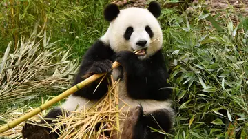 Imagen de archivo de un oso panda, una especie catalogada en peligro de extinción 