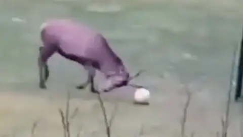 El ciervo que revoluciona las redes El ciervo que revoluciona las redes