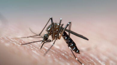 ¿Por qué los mosquitos prefieren picar a las personas que beben cerveza?