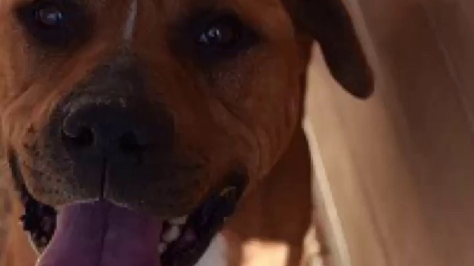 Una mujer de 86 años termina ingresada en la UCI tras ser atacada por tres perros en Salamanca