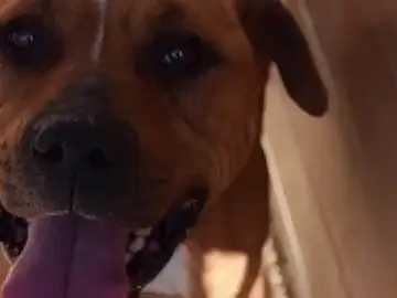 Vox Zaragoza propone la eutanasia de los perros de la protectora municipal que no se adopten Vox Zaragoza propone la eutanasia de los perros de la protectora municipal que no se adopten