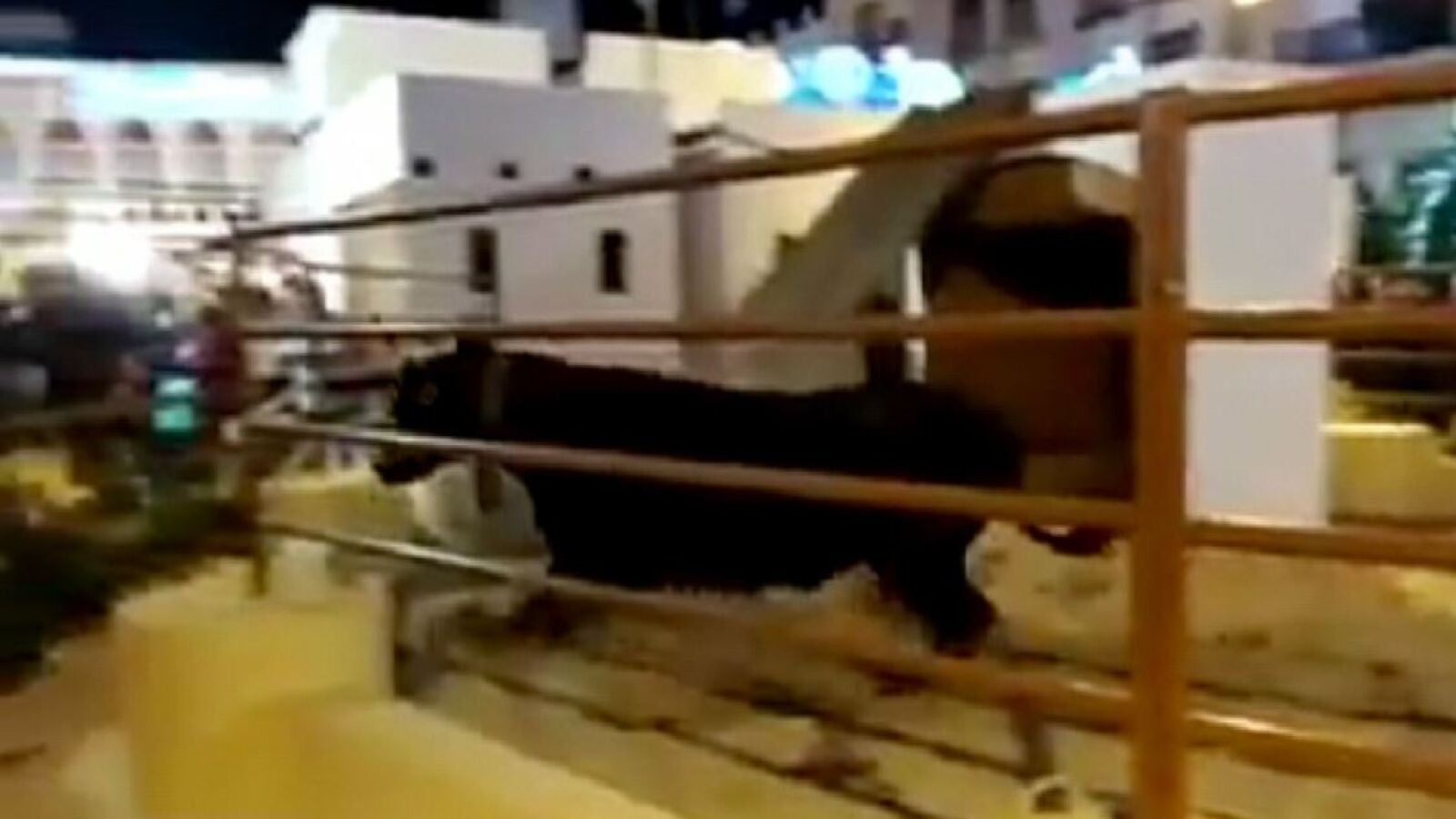 Pacma denuncia maltrato animal en el belén viviente de Lucena, Córdoba