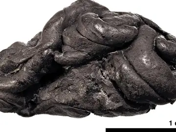 Corteza de abedul utilizada para mascar en la Prehistoria Corteza de abedul utilizada para mascar en la Prehistoria