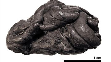 Corteza de abedul utilizada para mascar en la Prehistoria