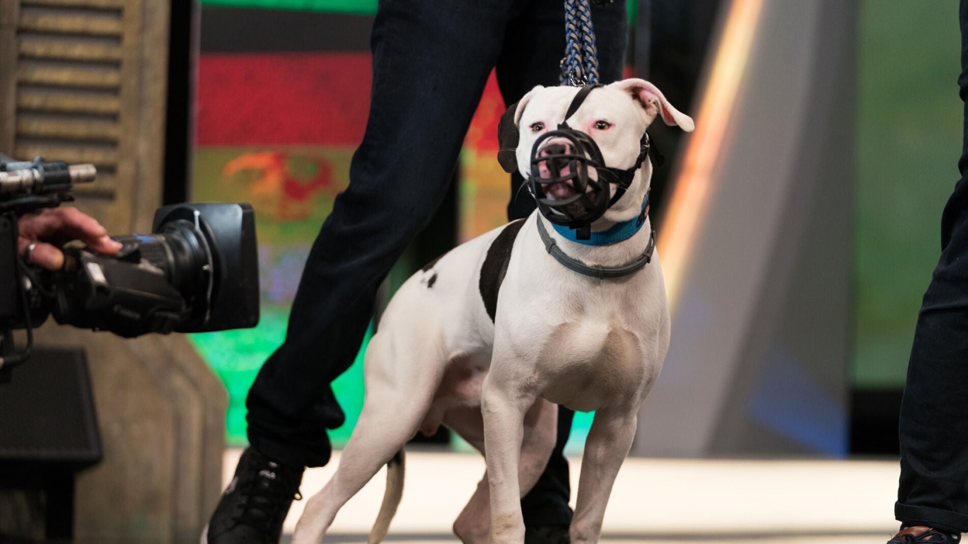 &iquest;Te gustar&iacute;a adoptar a Cebri&aacute;n, un perrito que necesita una familia que le d&eacute; mucho cari&ntilde;o y tranquilidad?