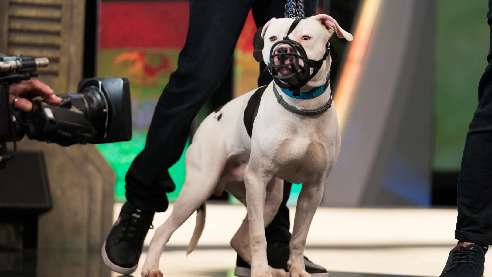 ¿Te gustaría adoptar a Cebrián, un perrito que necesita una familia que le dé mucho cariño y tranquilidad?