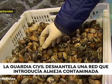 La Guardia Civil desmantela una red internacional que introducía almeja japónica contaminada en España. 