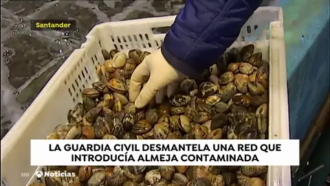 La Guardia Civil desmantela una red internacional que introducía almeja japónica contaminada en España. La Guardia Civil desmantela una red internacional que introducía almeja japónica contaminada en España.