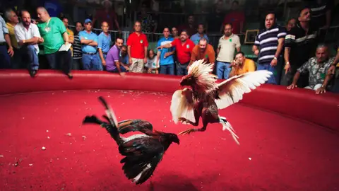 Una pelea de gallos, foto de archivo Una pelea de gallos en Puerto Rico