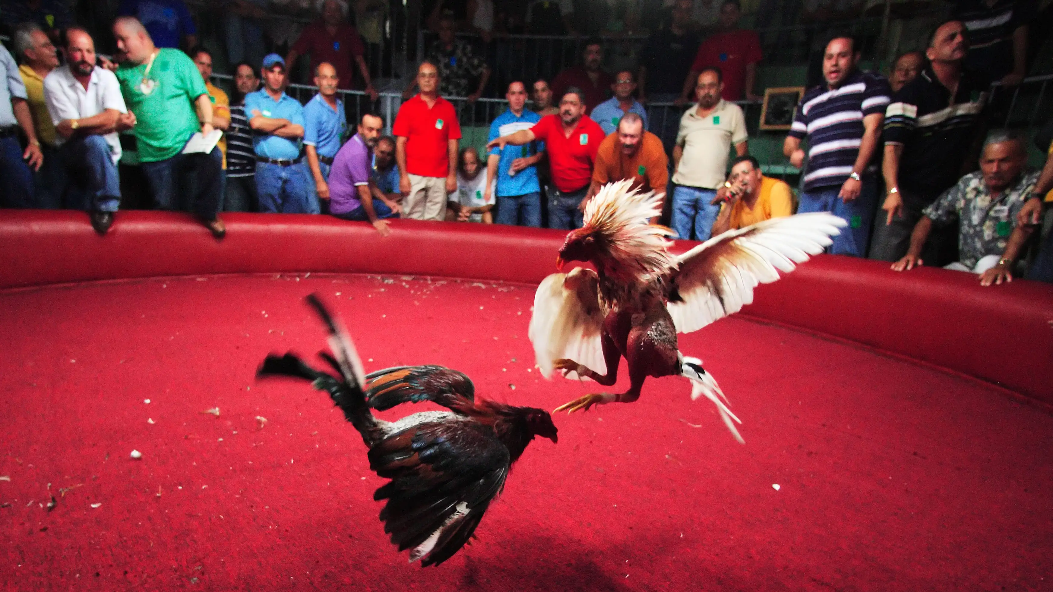 Una pelea de gallos en Puerto Rico