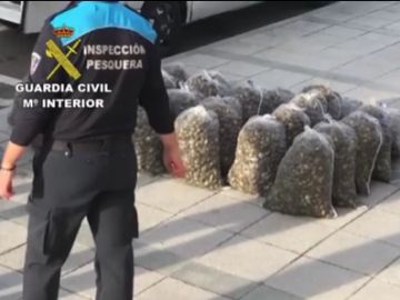 Operación de la Guardia Civil contra la venta de almejas en mal estado