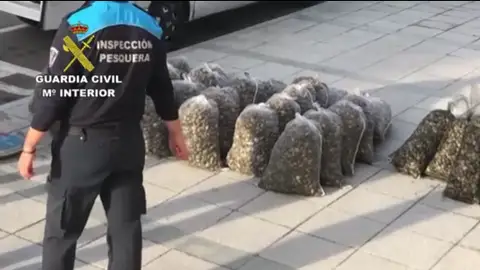 Operación de la Guardia Civil contra la venta de almejas en mal estado Operación de la Guardia Civil contra la venta de almejas en mal estado
