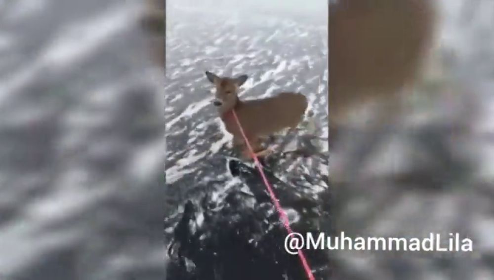 El vídeo del conmovedor rescate del patinador Ryan Peterson a tres ciervos atrapados en el hielo en Canadá