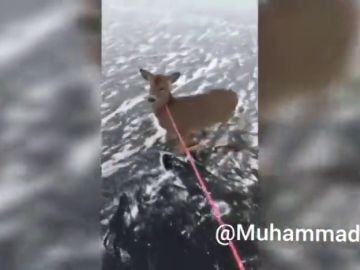 El vídeo del conmovedor rescate del patinador Ryan Peterson a tres ciervos atrapados en el hielo en Canadá