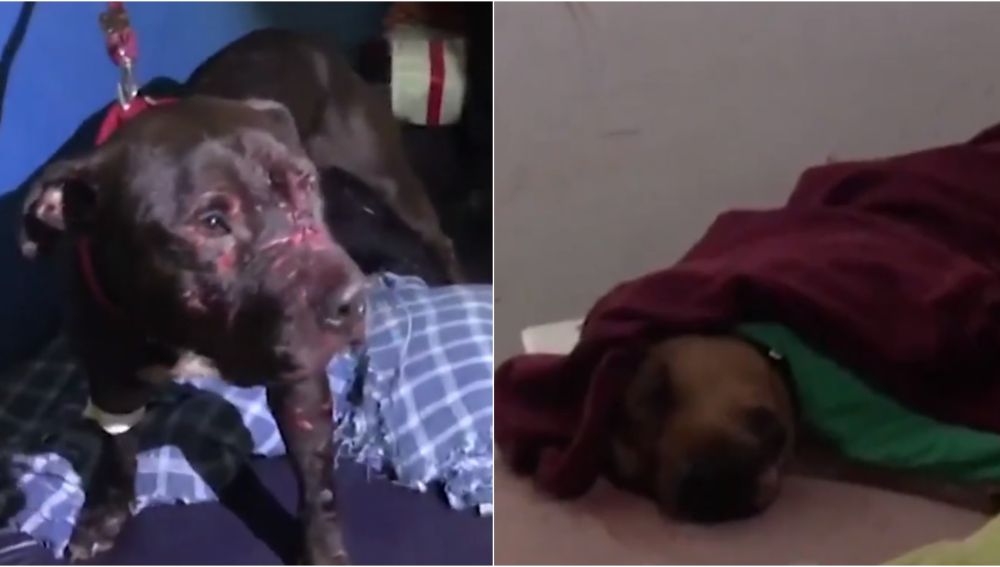 Estado de algunos perros encontrados por la policía brasileña