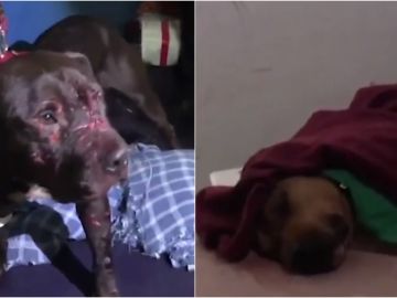 Estado de algunos perros encontrados por la policía brasileña