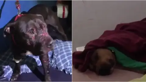 Estado de algunos perros encontrados por la policía brasileña Estado de algunos perros encontrados por la policía brasileña