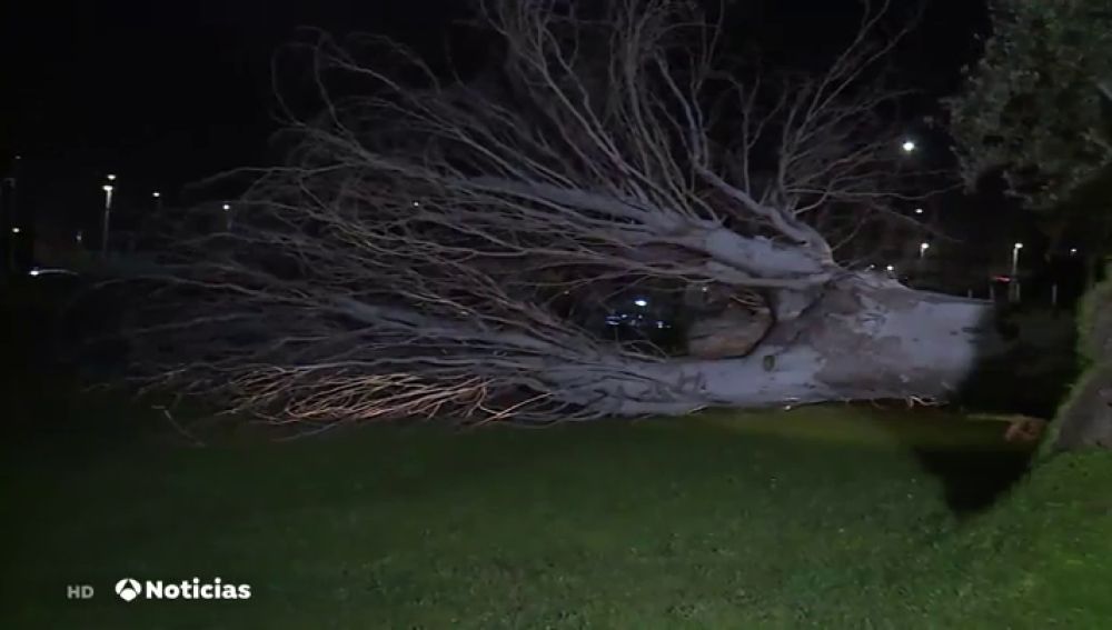 El fuerte viento arranca de cuajo un enorme árbol de la sede de Atresmedia en San Sebastián de los Reyes