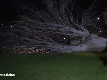 El fuerte viento arranca de cuajo un enorme árbol de la sede de Atresmedia en San Sebastián de los Reyes El fuerte viento arranca de cuajo un enorme árbol de la sede de Atresmedia en San Sebastián de los Reyes