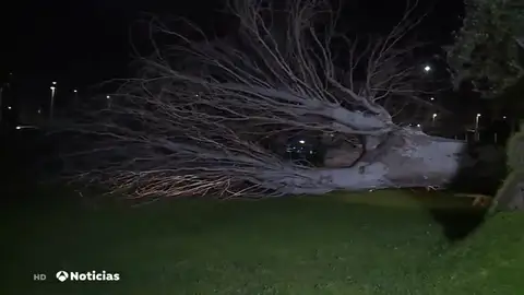 El fuerte viento arranca de cuajo un enorme árbol de la sede de Atresmedia en San Sebastián de los Reyes El fuerte viento arranca de cuajo un enorme árbol de la sede de Atresmedia en San Sebastián de los Reyes