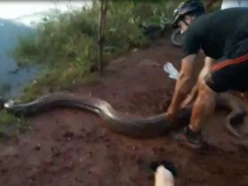 Perro atacado por una serpiente en Brasil