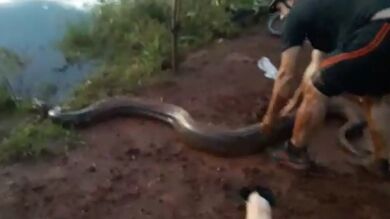 Rescatan a un perro que estaba siendo estrangulado por una serpiente
