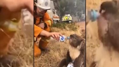 El momento en el que un bombero ofrece agua a un koala atrapado en los incendios de Australia