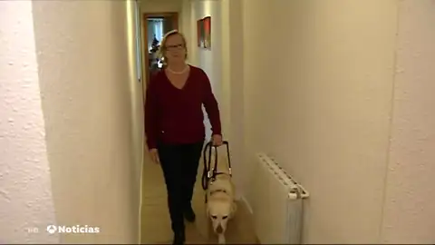 perro guia perro guia