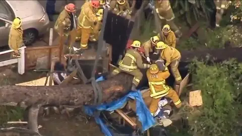 El hombre atrapado bajo el árbol El hombre atrapado bajo el árbol