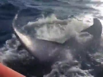 Encuentran una ballena jorobada atrapada con un cabo al sur de Gran Canaria