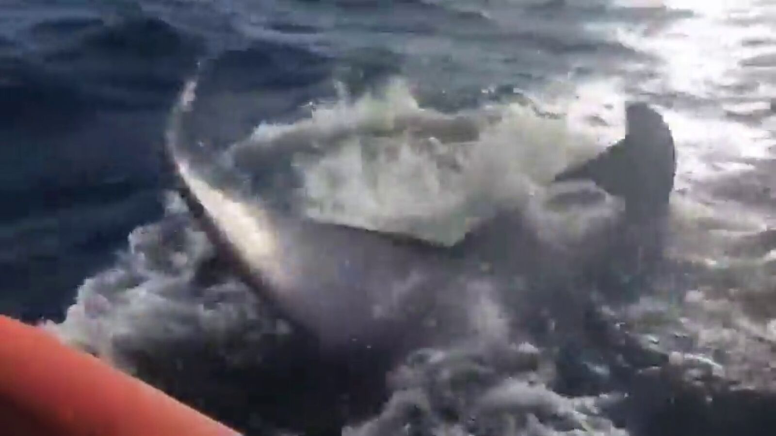 Encuentran una ballena jorobada atrapada con un cabo al sur de Gran Canaria