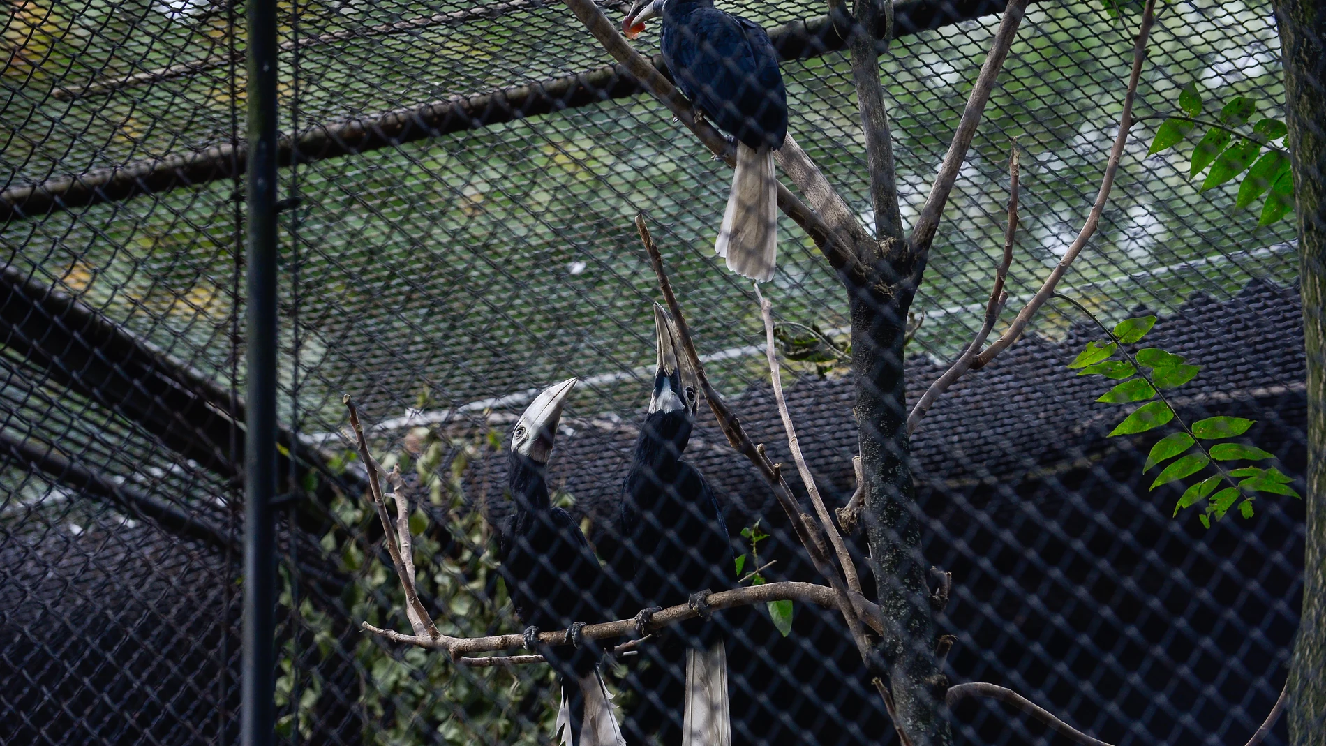Más de 22.000 personas compran un zoo en Francia para dejar a sus más de 500 animales en libertad Más de 22.000 personas compran un zoo en Francia para dejar a sus más de 500 animales en libertad